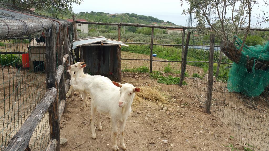 Agriturismo Agri Armonia Сан Лучидо Екстериор снимка